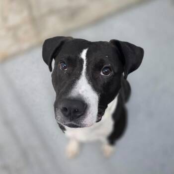 Rolan -  Pit Bull Terrier and Mixed Breed Dog for Adoption in Huntsville, Alabama - Rolan | PetCurious