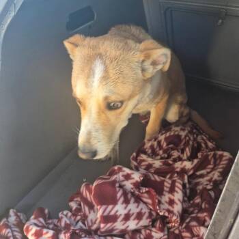 Retriever and Mixed Breed Dogs Available for Adoption in Montgomery, Alabama - Pogo | PetCurious