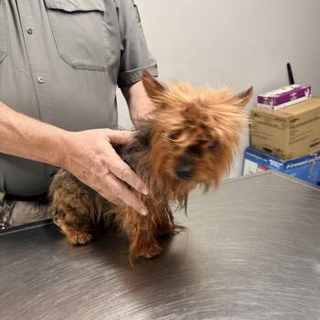 Goldie Yorkie -  Yorkshire Terrier Dog for Adoption in Gillsville, Georgia - Goldie Yorkie | PetCurious