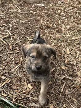 Chiweenie Dogs Available for Adoption - Linus | PetCurious