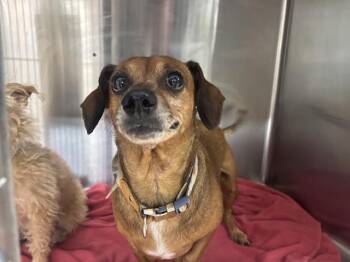 FELICIA -  Dachshund Dog for Adoption in Grand Prairie, Texas - FELICIA | PetCurious