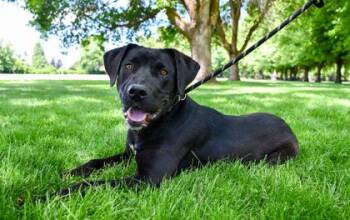 Fargo -  Labrador Retriever and Rottweiler Dog for Adoption in Yakima, Washington - Fargo | PetCurious