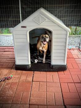 Biscuit (Boxer) - Fresh and ready for love -  Boxer Dog for Adoption in Ocean Township, New Jersey - Biscuit (Boxer) - Fresh And Ready For Love | PetCurious