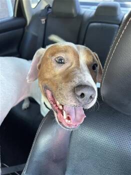 Pointer Dogs Available for Adoption - LITTLE BOY | PetCurious