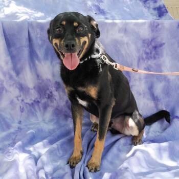 Chihuahua and Mixed Breed Dogs Available for Adoption in Richmond, California - MOOSE | PetCurious