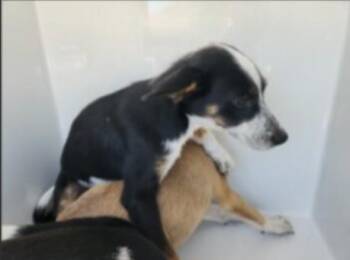 A660586 -  Husky and German Shepherd Dog Dog for Adoption in Houston, Texas - A660586 | PetCurious