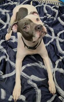 MIA -  American Staffordshire Terrier Dog for Adoption in Fort Lauderdale, Florida - MIA | PetCurious