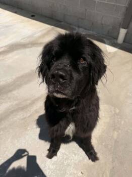 Ollie -  Newfoundland Dog Dog for Adoption in Berryville, Virginia - Ollie | PetCurious
