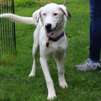 Catahoula Leopard Dog and Mixed Breed Dogs Available for Adoption in Eastford, Connecticut - CT Odin | PetCurious