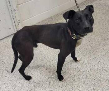 Pit Bull Terrier and Mixed Breed Dogs Available for Adoption in Kansas City, Missouri - Jetson | PetCurious