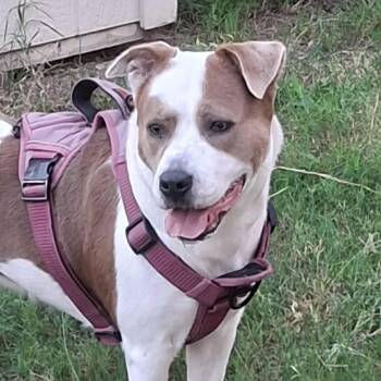 Rescue Pit Bull Terrier and Mixed Breed Dogs for Adoption in Austin, Texas - Princessa SMG | PetCurious