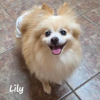 Lily - Houston -  Pomeranian Dog for Adoption in Garland, Texas - Lily - Houston | PetCurious