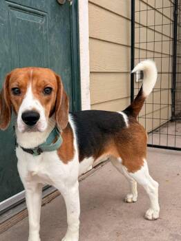 B12 Timmy -  Beagle Dog Available for Adoption in Ashland, Wisconsin - B12 Timmy | PetCurious