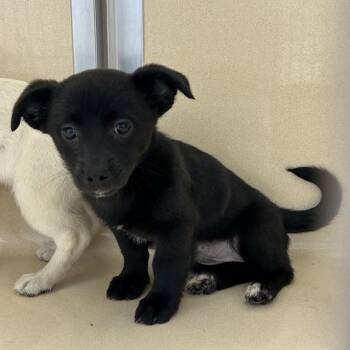 SVAS-Stray-39428 -  Chihuahua and Jack Russell Terrier Dog for Adoption in Lyndhurst, Virginia - SVAS-Stray-39428 | PetCurious