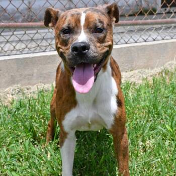 Living the Dream -  Pit Bull Terrier Dog for Adoption in Beaumont, Texas - Living The Dream | PetCurious