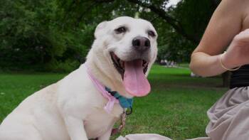 Paulina -  Pembroke Welsh Corgi Dog for Adoption - Paulina | PetCurious