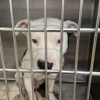 Dunn -  Pit Bull Terrier Dog for Adoption in Abilene, Texas - Dunn | PetCurious