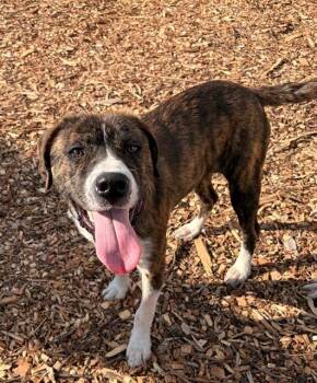 Labrador Retriever and Mixed Breed Dogs Available for Adoption in Leesburg, Virginia - CLYDE | PetCurious