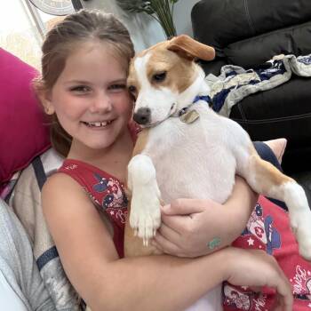 Chihuahua and Airedale Terrier Dogs Available for Adoption - Scoot Is Cute | PetCurious