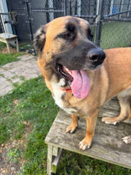 Coco -  German Shepherd Dog and Saint Bernard Dog for Adoption in Whitestown, Indiana - Coco | PetCurious