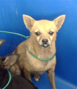 ELVIRA -  Mixed Breed Dog for Adoption in Dallas, Texas - ELVIRA | PetCurious