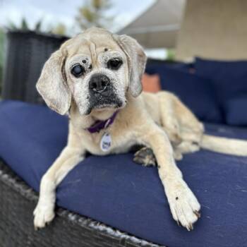 Rescue Beagle Dogs for Adoption in Ramona, California - Boca | PetCurious