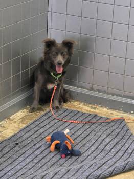 Coco -  Pomeranian Dog for Adoption in Greensboro, North Carolina - Coco | PetCurious