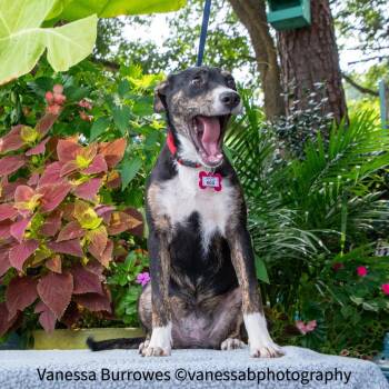 Roo -  Shepherd Dog for Adoption in Wake Forest, North Carolina - Roo | PetCurious