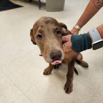 Reeses -  Mixed Breed Dog for Adoption in Lake Panasoffkee, Florida - Reeses | PetCurious