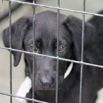 Retriever and Mixed Breed Dogs Available for Adoption in Bradenton, Florida - Gummy Bear | PetCurious