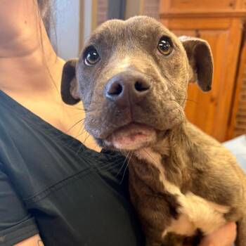 Terrier Dogs Available for Adoption - Cynthia | PetCurious