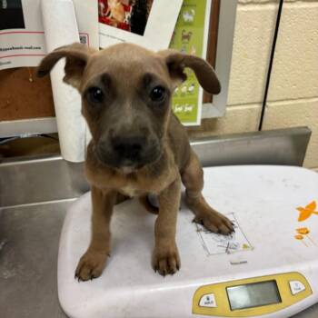 Lettie -  Mixed Breed Dog for Adoption in Memphis, Tennessee - Lettie | PetCurious