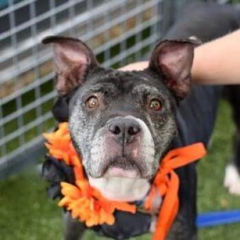 Nashville -  Mixed Breed Dog for Adoption in Jersey City, New Jersey - Nashville | PetCurious