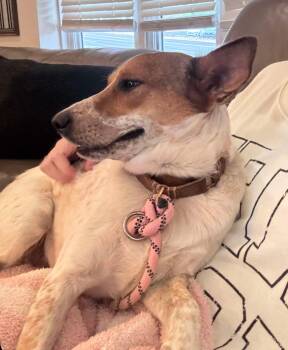 Rescue Jack Russell Terrier Dogs for Adoption in Sadler, Texas - Liza | PetCurious