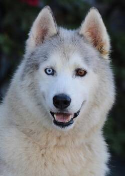 Rescue Husky Dogs for Adoption in Los Angeles, California - *Chulo Von Chamerau | PetCurious