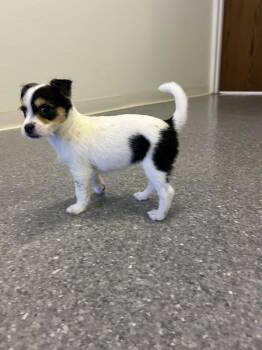 Rat Terrier Dogs Available for Adoption in Sparta, Illinois - Menace | PetCurious