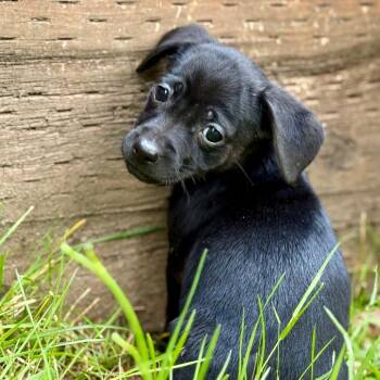 DESIRE -  Chihuahua Dog for Adoption in Graham, Washington - DESIRE | PetCurious