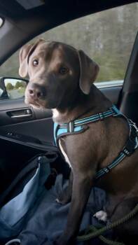 Labrador Retriever Dogs Available for Adoption - Ozzy | PetCurious