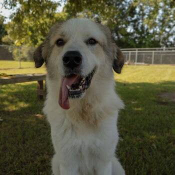 Flavia -  Great Pyrenees and Collie Dog for Adoption in Carencro, Louisiana - Flavia | PetCurious