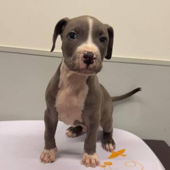 Baloo -  Terrier Dog for Adoption in Tampa, Florida - Baloo | PetCurious