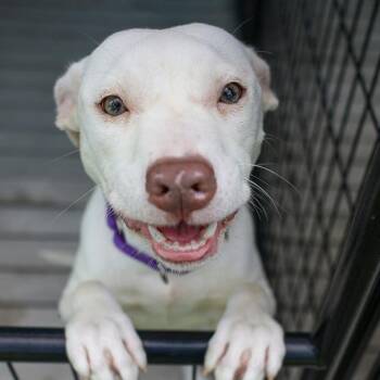 Hannover -  Pit Bull Terrier and Mixed Breed Dog for Adoption in Bradenton, Florida - Hannover | PetCurious