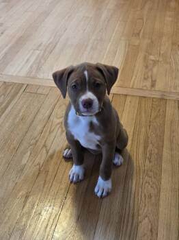 Gussie -  Mixed Breed Dog for Adoption in Lincoln Park, Michigan - Gussie | PetCurious