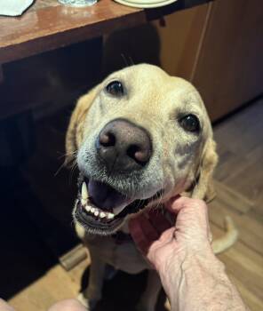 Daisy Mae -  Labrador Retriever Dog Available for Adoption in Lewisville, Indiana - Daisy Mae | PetCurious
