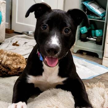 Nova -  Australian Cattle Dog Blue Heeler and Labrador Retriever Dog Available for Adoption in Myrtle Beach, South Carolina - Nova | PetCurious