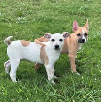 Runner -  Chihuahua Dog for Adoption in Chattanooga, Tennessee - Runner | PetCurious