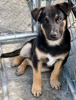 Shepherd and Retriever Dogs Available for Adoption in Fort Lupton, Colorado - Knik 2 | PetCurious
