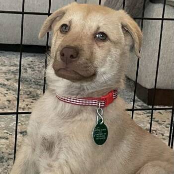 Rescue Mixed Breed Dogs for Adoption in Buffalo, Minnesota - Wellbutrin | PetCurious