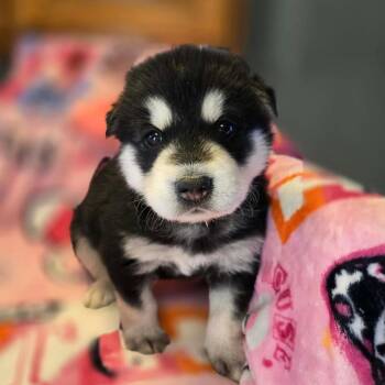 Alaskan Malamute and Siberian Husky Dogs Available for Adoption - Karen Smith | PetCurious
