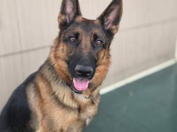 Rescue German Shepherd Dog Dogs for Adoption in Chicago, Illinois - Lady A. | PetCurious