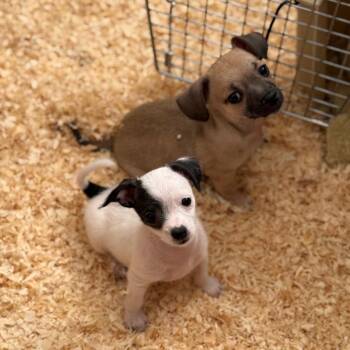 Sabino -  Chihuahua Dog for Adoption in Newberg, Oregon - Sabino | PetCurious